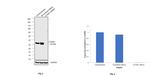 Cyclin D1 Antibody in Western Blot (WB)