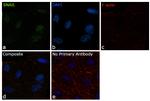 SNAIL Antibody in Immunocytochemistry (ICC/IF)