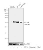 SNAIL Antibody in Western Blot (WB)