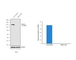 PIK3CA Antibody