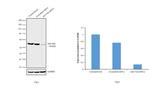 AKT Pan Antibody in Western Blot (WB)