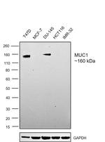 MUC1 Antibody in Western Blot (WB)