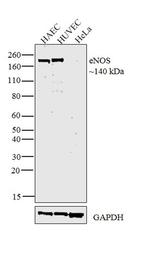 eNOS Antibody in Western Blot (WB)