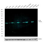 beta Actin Loading Control Antibody