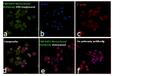 TNFAIP3 Antibody in Immunocytochemistry (ICC/IF)