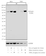 TNFAIP3 Antibody in Western Blot (WB)