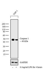 Caspase 1 Antibody in Western Blot (WB)