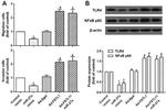 TLR4 Antibody in Western Blot (WB)