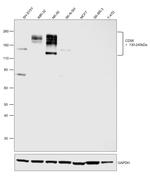 CD56 Antibody