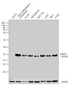 RAP1A Antibody in Western Blot (WB)