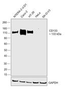 CD133 Antibody in Western Blot (WB)