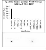 H3K36me3 Antibody