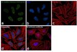 H3K36me3 Antibody in Immunocytochemistry (ICC/IF)