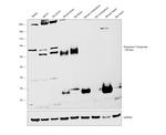 Dopamine Transporter Antibody in Western Blot (WB)