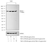 ABCG1 Antibody