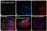 CDH17 Antibody in Immunocytochemistry (ICC/IF)