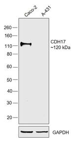 CDH17 Antibody in Western Blot (WB)