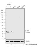 Claudin 5 Antibody in Western Blot (WB)