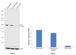 TNFR2 Antibody in Western Blot (WB)