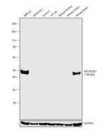 NeuroD1 Antibody in Western Blot (WB)