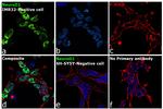 NeuroD1 Antibody