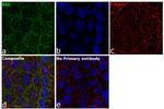 BID Antibody in Immunocytochemistry (ICC/IF)