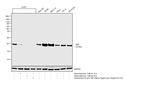 BID Antibody in Western Blot (WB)