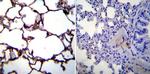 ICAM-1 Antibody in Immunohistochemistry (Paraffin) (IHC (P))