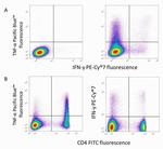 CD4 Antibody in Flow Cytometry (Flow)