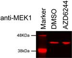 MEK1 Antibody in Western Blot (WB)