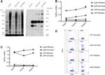 CD8 Antibody in Flow Cytometry (Flow)