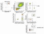 CD8 Antibody in Flow Cytometry (Flow)