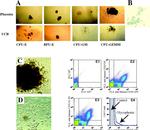 CD45 Antibody in Flow Cytometry (Flow)