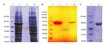 6x-His Tag Antibody in Western Blot (WB)