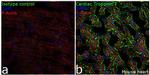 Mouse IgG (H+L) Secondary Antibody in Immunohistochemistry (Frozen) (IHC (F))