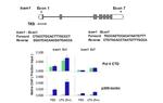 Mouse IgG (H+L) Cross-Adsorbed Secondary Antibody in ChIP Assay (ChIP)