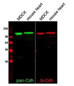 N-cadherin Antibody in Western Blot (WB)