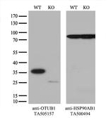 OTUB1 Antibody