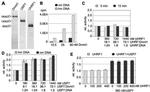 Penta-His Tag Antibody in Immunoprecipitation (IP)