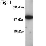 Cyclophilin A Antibody in Western Blot (WB)