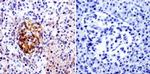 Cdc42 Antibody in Immunohistochemistry (Paraffin) (IHC (P))