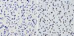 SOX2 Antibody in Immunohistochemistry (Paraffin) (IHC (P))