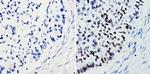 SOX2 Antibody in Immunohistochemistry (Paraffin) (IHC (P))