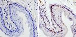 SOX2 Antibody in Immunohistochemistry (Paraffin) (IHC (P))