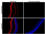 Synaptophysin Antibody in Immunohistochemistry (Paraffin) (IHC (P))