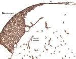 Laminin Antibody in Immunohistochemistry (Paraffin) (IHC (P))