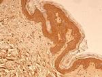 beta Tubulin Antibody in Immunohistochemistry (Paraffin) (IHC (P))