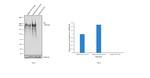 Fibronectin Antibody in Western Blot (WB)