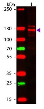 Collagen I Antibody in Western Blot (WB)