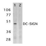 DC-SIGN Antibody in Western Blot (WB)